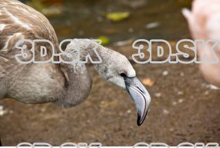 Head texture of gray flamingo 0001